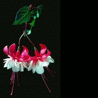 fuschia