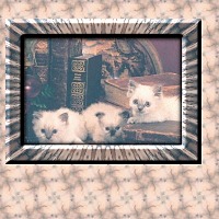 siamese_kittens